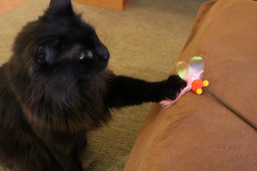「猫の日」なので都内の猫カフェに行ったらスゴかった！