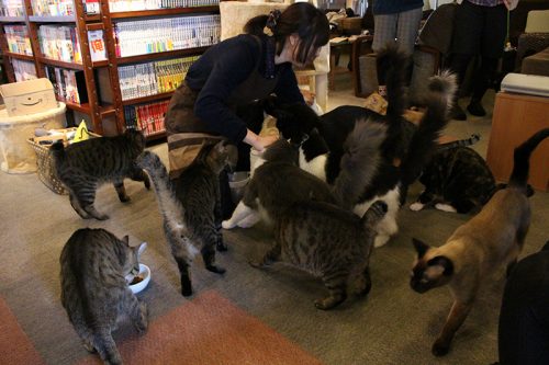 「猫の日」なので都内の猫カフェに行ったらスゴかった！