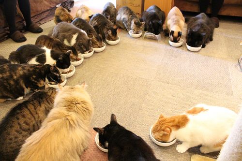 「猫の日」なので都内の猫カフェに行ったらスゴかった！