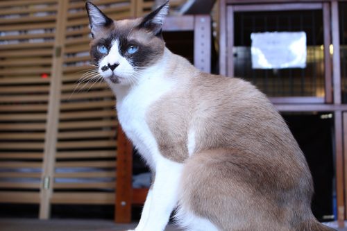 「猫の日」なので都内の猫カフェに行ったらスゴかった！