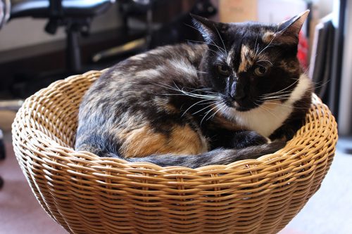 「猫の日」なので都内の猫カフェに行ったらスゴかった！