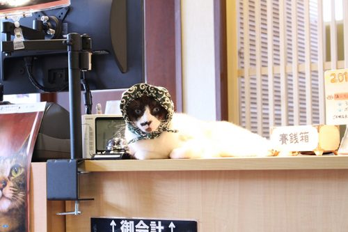 「猫の日」なので都内の猫カフェに行ったらスゴかった！