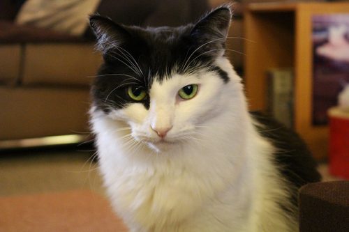「猫の日」なので都内の猫カフェに行ったらスゴかった！