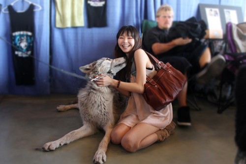 wolf2