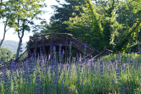 lavenderpark_02
