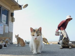 しまねこ日和