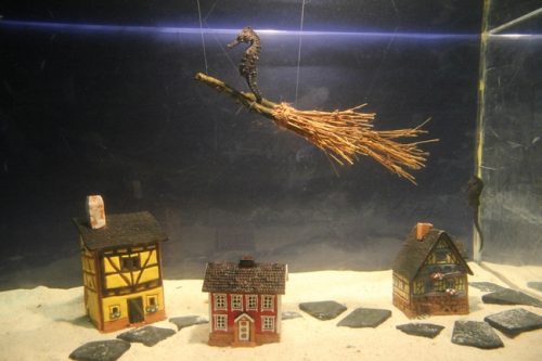 横浜・八景島シーパラダイス　海の生きものたちのハロウィンイベント「アクアリゾーツのハロウィン」