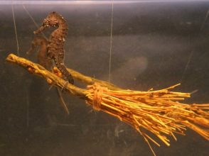 横浜・八景島シーパラダイス　海の生きものたちのハロウィンイベント「アクアリゾーツのハロウィン」