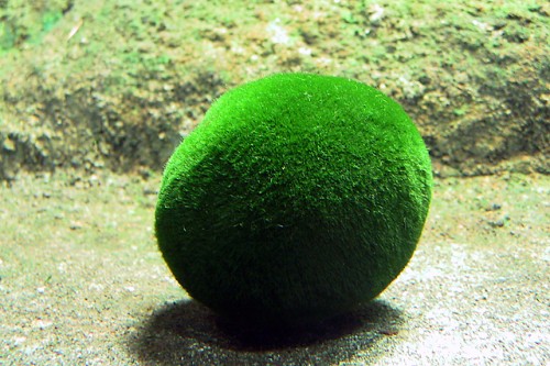 marimo5