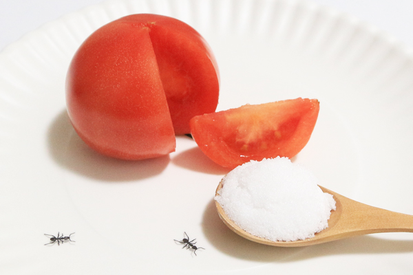 sugartomato_1161