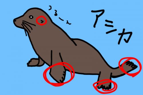 アシカ_2