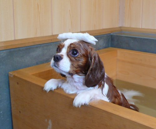 愛犬と共に過ごすドッグオーナー400人の意識調査_06