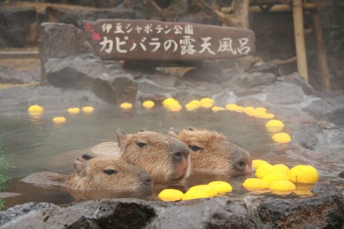 カピバラのゆず湯
