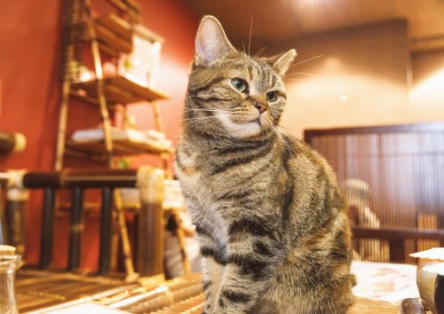 猫背