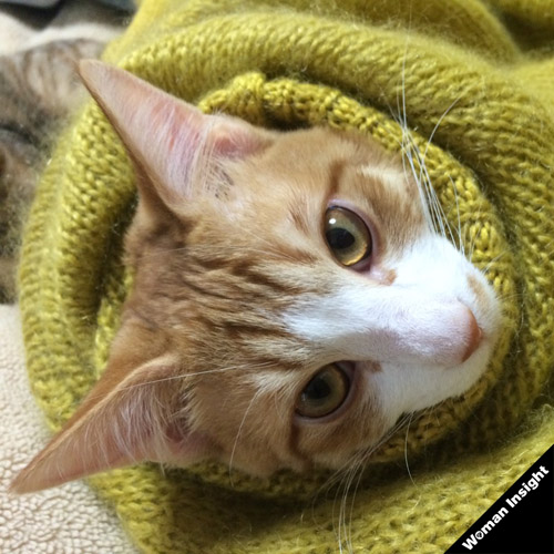 そでねこ