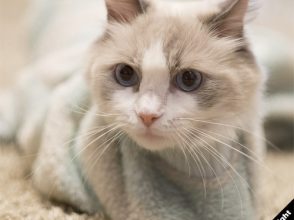 そでねこ,豚乙女
