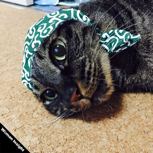 そでねこ,西村ヒロチョ