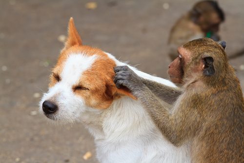 犬猿の仲