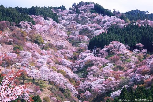 吉野山