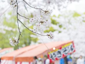 花見・桜・花びら・