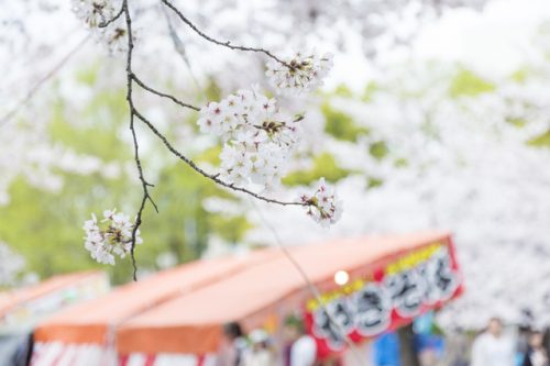 花見・桜・花びら・