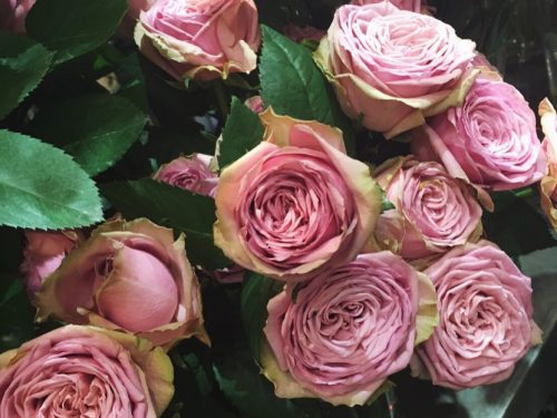 rose