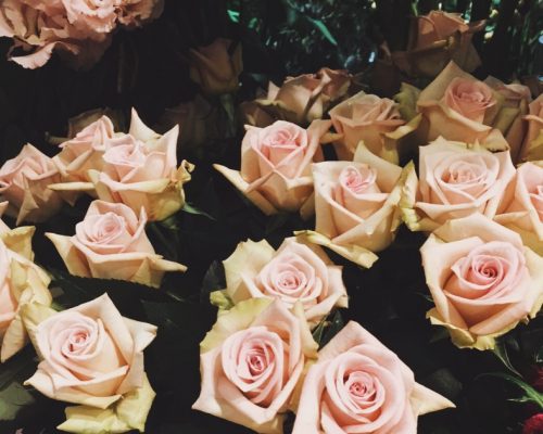 rose