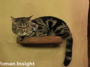 猫カフェ,てまりのおうち,人生はニャンとかなる,エキゾチックショートヘア