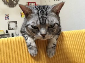 猫の謎,ドアの前で待つ,行動,意味