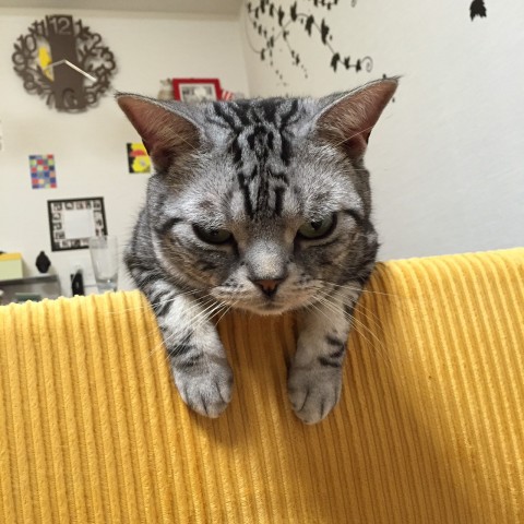 猫の謎,ドアの前で待つ,行動,意味