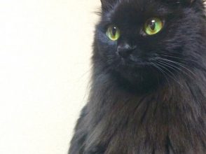 黒猫,謎,ハロウィン,不吉