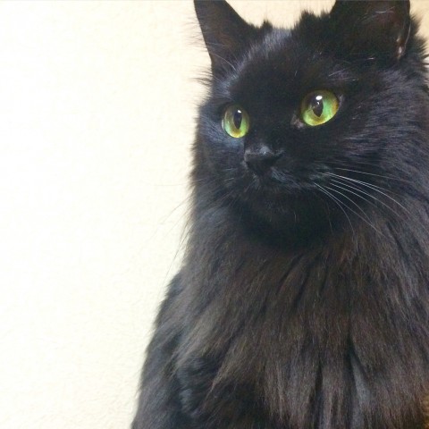 黒猫,謎,ハロウィン,不吉
