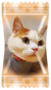 パッケージ,猫,愛猫,チャンス