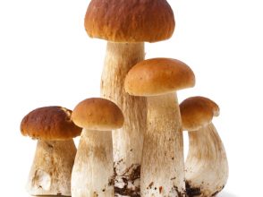 女子,好きなきのこ,キノコ,ランキング