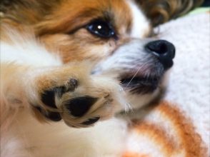 犬,パピヨン,かわいい
