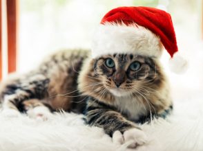 クリスマス,猫,ふわふわ,サンタ