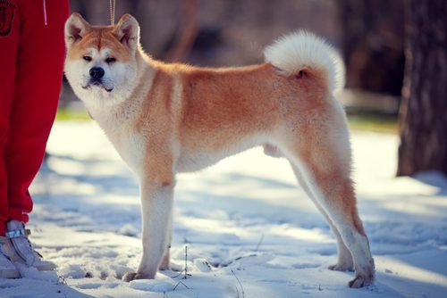 秋田,秋田犬