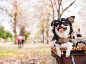 犬,チワワ