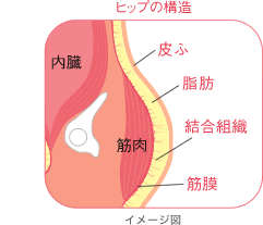 ヒップの構造