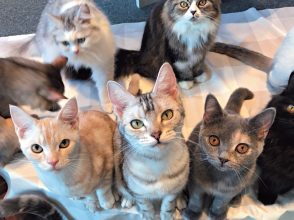 猫,写真,かわいい,撮り方,CanCam