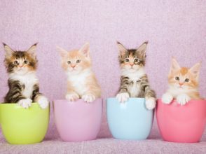 猫,子猫