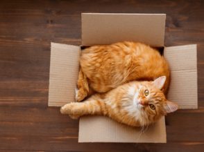 猫,箱,好き