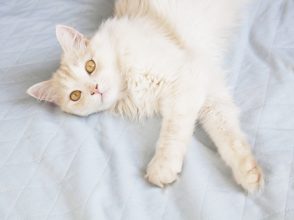 猫,ねこ