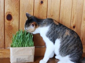 無印良品,猫の日,猫,雑貨,アイテム