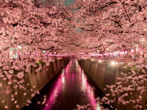 桜,夜桜