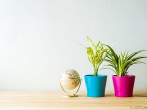 観葉植物