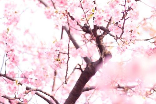 花見
