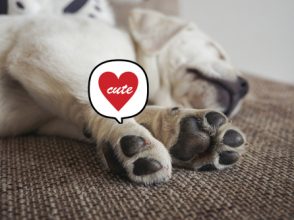 犬,肉球