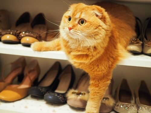 猫,にゃんこ,かわいい,写真