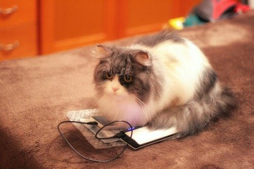 猫,にゃんこ,かわいい,写真